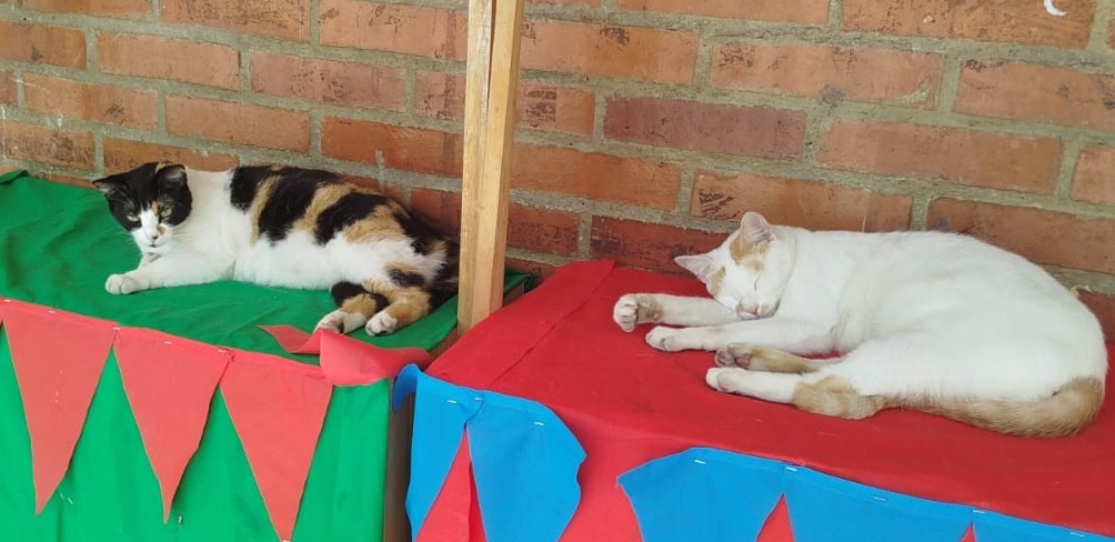 1_Gatos IE Santa Catalina